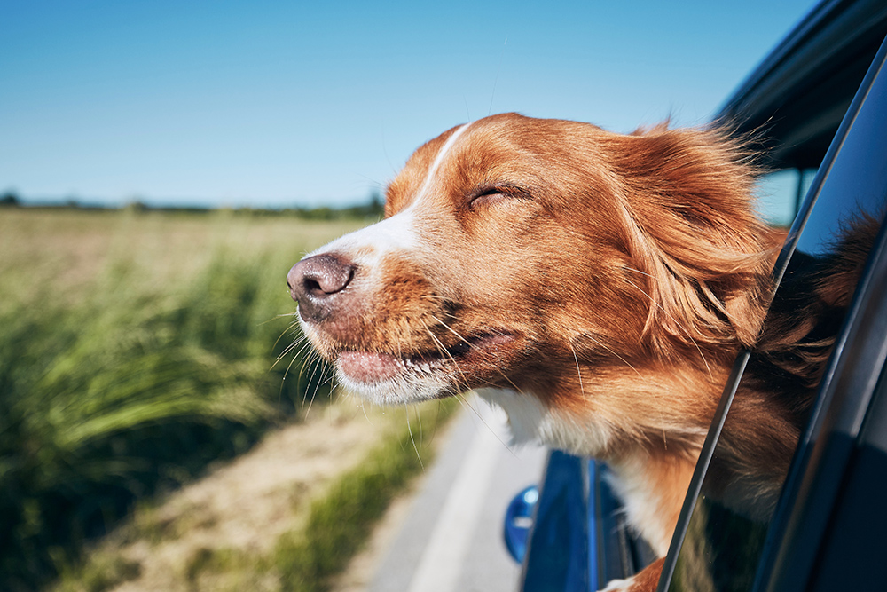 Summer Excursions with your Pup Pal